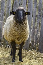 Sheep White Sheep At Farm Looking With Curiosity At Camera Stock Photo Animals Sheep Animal Photo