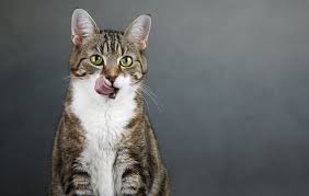 Metoclopramide or cisapride which can help to increase motility of the esophagus. Lead Poisoning In Cats Petmd