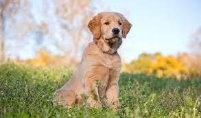 This sporting breed has a reputation for being sweet, gentle, and willing to go the distance to please its person or its people. Golden Retriever