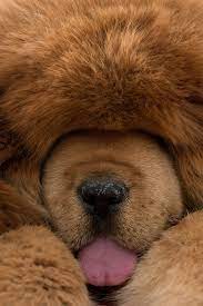A Chinese Zoo Tried To Pass Off This Huge Fluffy Dog As A Lion Massive Dogs Massive Dog Breeds Fluffy Dogs