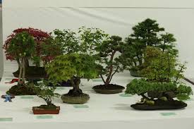 What Is The Best Bonsai Tree Species For Your Home Climate Everything Bonsai Related