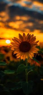 There are a lot of many live wallpapers hd get sunflower live wallpaper free for your mobile phone devices. Iphone 6 Lock Screen Sunflower Wallpaper Novocom Top