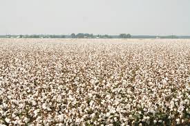 Early planting date usually good for North Carolina cotton | Farm Progress