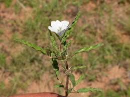 Image result for Monsonia angustifolia