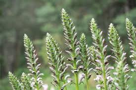 Perennial plants really are flowers that just keep on giving! Acanthus Mollis Oyster Plant Evergreen Perennial Flower Purple White Tall Erect Spikes Flora Pikist