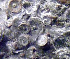 400 Million Year Old Machine Found In Russia Russia In The Remote Kamchatka Peninsula Map Below 20 Mystery Of History Ancient Aliens Unexplained Mysteries