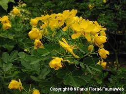 Image result for Cyclocarpa