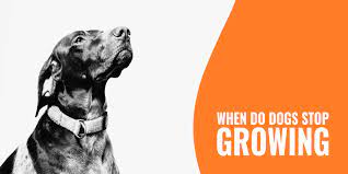 When Do Dogs Stop Growing Age Breed Affecting Factors Faq
