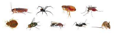 There are many strategies for controlling garden pests without unduly upsetting the local ecology of your garden. How To Easily Perform Do It Yourself Pest Control In 4 Steps Using Professional Products Solutions Pest Lawn Solutions Pest Lawn