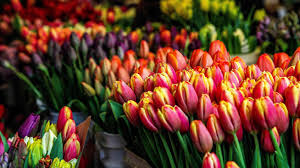Con la qualità dei semi e dei concimi blumen avrai un ottimo risultato in modo semplice e naturale. Tulpen Fur Die Tonne Corona Zerstort Das Blumen Business Absatzwirtschaft