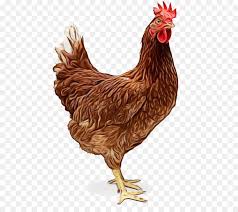 Selain gambar, kita juga memberikan sedikit penjelasan mengenai jenis ayam tersebut. Liver Bird Png Download 515 783 Free Transparent Ayam Cemani Png Download Cleanpng Kisspng