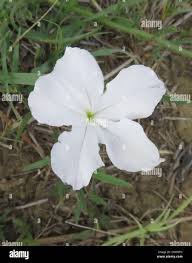 Image result for Cycnium