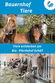 Hofsuche Bauernhof Tiere Pferdehof Tiere