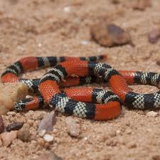 Lampropeltis Triangulum Reptiles Anipassion Les deux espèces, couleuvre lampropeltis et serpent corail, sont très proches. lampropeltis triangulum reptiles