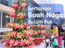 Maybe you would like to learn more about one of these? 5 Urutan Cara Menanam Buah Naga Di Dalam Pot Lengkap Dan Cepat