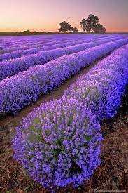 Lavender Fields France Jpg 467 700 Pixels Beautiful Flowers Beautiful Nature Lavender Fields