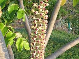 Image result for Polyscias kivuensis