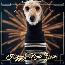 Maltipoo dog comedy moments