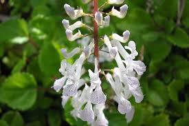 Image result for Plectranthus verticillatus