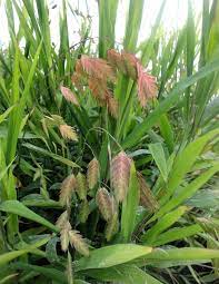 We did not find results for: Northern Sea Oats Chasmanthium Latifolium Canada