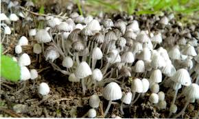Check spelling or type a new query. Growing Mushrooms At Home Walter Reeves The Georgia Gardener