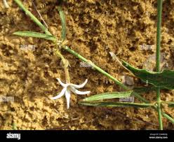 Image result for Orthanthera jasminiflora