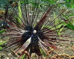 Image result for Sebaea sedoides