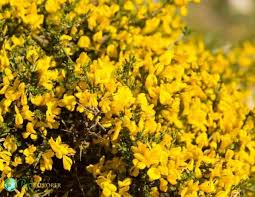 Image result for Genista