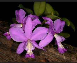 Image result for Bulbophyllum cochleatum