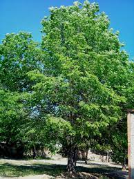 Capacidad de entendimiento para comunicarse con los que le rodean. Olmo Arbol Caracteristicas Habitat Cuidados Y Mas