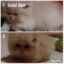 Kucing persia menjadi salah satu kucing yang paling populer dikalangan para pecinta kucing di dunia, untuk itulah harga kucing persia cukup mahal. Terjual Jual Kucing Persia Flatnose Bapak Ibu Peaknose Depok Kaskus