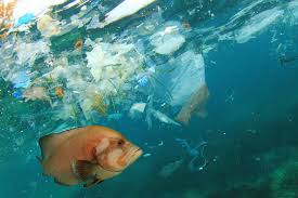 After a while, the sea snot falls to the bottom of the ocean, where it covers the sea floor, threatening to poison creatures that live there, like crabs and mussels. Record Microplastic Density Found On Mediterranean Seabed Daily Sabah