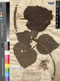 Image result for Obetia