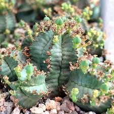 Image result for Euphorbia
