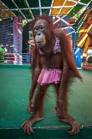 Photojournalist brings attention to shocking cruelty in Thailand's ...