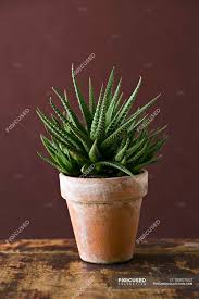 Dypsis lutescens a cane type palm growing up to 8ft tall with mulitple stems. Succulent Houseplant With Spiky Green Leaves Growing In Pot Tropical Nobody Stock Photo 193027602