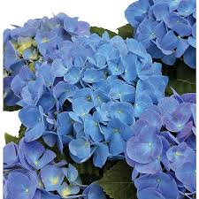 Image result for Hydrangea macrophylla bela obrázek