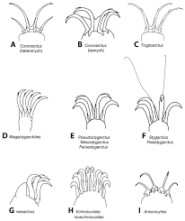 Drawings of feet of marine heterotardigrades. A Coronarctus (heteronych...  | Download Scientific Diagram