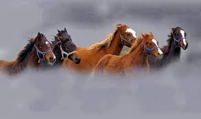 Caballos,el animal mas bello del mundo - Accueil | Facebook