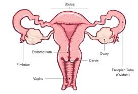 Eyes, nose, hands, knees, etc. Female Reproductive System Bioninja
