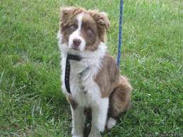 Get a boxer, husky, german shepherd, pug 1 little male toy australian shepherd x toy poodle puppy looking for great home. Australian Shepherd For Sale In Grants Pass Oregon Classified Americanlisted Com
