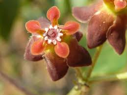 Image result for Pentarrhinum insipidum