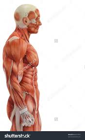 Download files and build them with your 3d printer, laser cutter, or cnc. Image Result For Torso Side Muscles Anatomy Sculpting Muscle Anatomy Figure Drawing