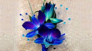 Meaning Of Blue Orchid Flower In 2020 Blue Orchid Flower Orchid Meaning Orchids
