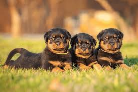 Find rottweiler puppies and breeders in your area and helpful rottweiler information. Start Training Your Baby Rottweiler Puppies Early Rottweiler Life
