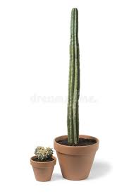 The cactus king's cacti and succulents have gone international! 1 478 Peyote Photos Free Royalty Free Stock Photos From Dreamstime