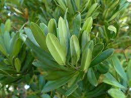 Image result for Podocarpus latifolius