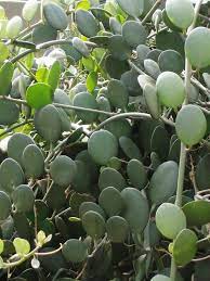 Xerosicyos Danguyi Silver Dollar Vine World Of Succulents Silver Dollar Plant Dollar Plant Plants