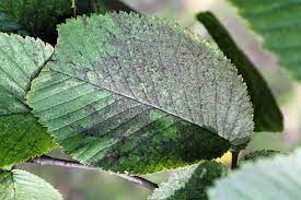 This appears as fuzzy, gray mold on the foliage and stems. Stop Sooty Mold Fungus From Attacking Your Plants Gardener S Path