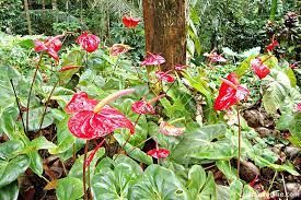 Anthurium Flower Exporters Sri Lanka Best Flower Wallpaper